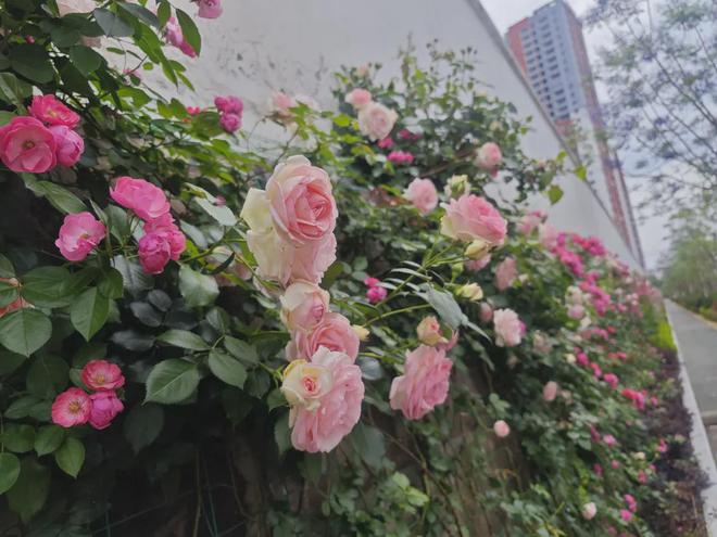 2024年楚雄彝族火把节活动日程来了！32项系列活动(图2)