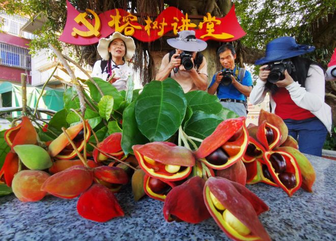 8月27日开幕!2024年蓬江·杜阮凤眼果美食文化旅游活动精彩亮点今日全剧透(图3) 8月27日开幕!2024年蓬江·杜阮凤眼果美食文化旅游活动精彩亮点今日全剧透(图3)