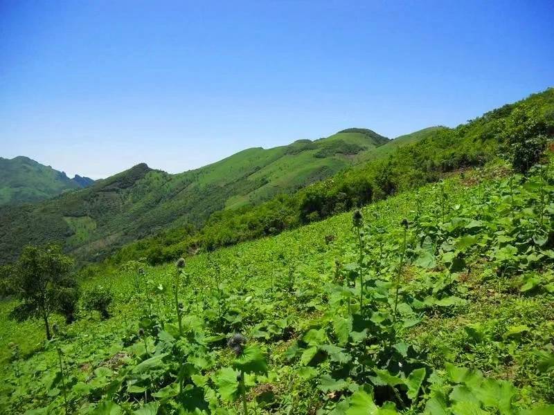 味美四川寻味宣汉 2024年巴人生态美食文化活动9月19日将在四川宣汉举行(图4)