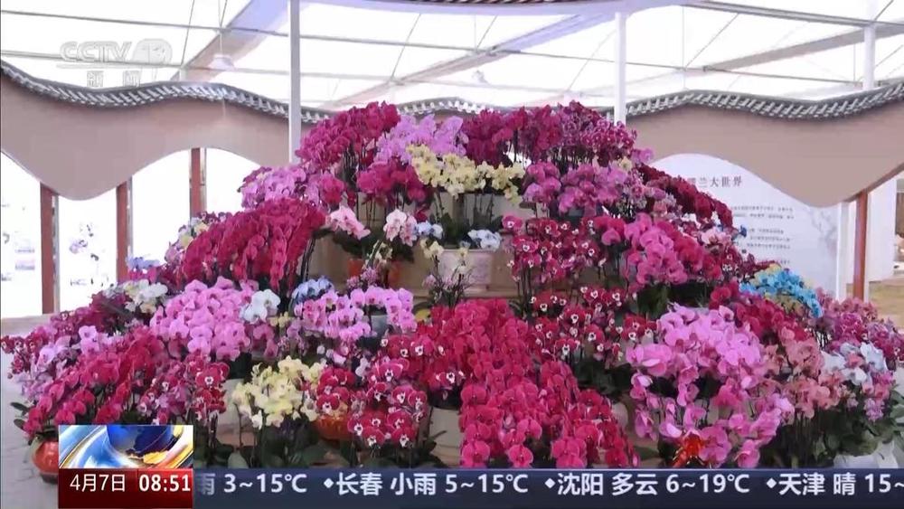 以花为媒人间四月天来山东菏泽赏牡丹(图13) 以花为媒人间四月天来山东菏泽赏牡丹(图13)