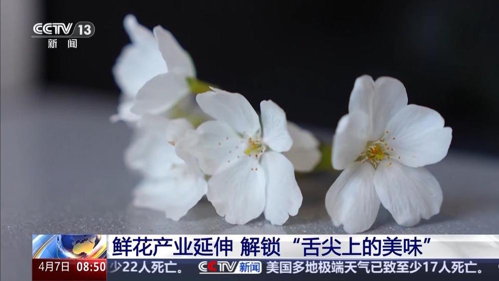 以花为媒人间四月天来山东菏泽赏牡丹(图12) 以花为媒人间四月天来山东菏泽赏牡丹(图12)