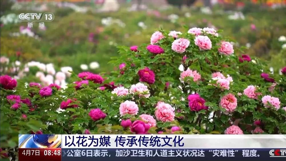 以花为媒人间四月天来山东菏泽赏牡丹(图7) 以花为媒人间四月天来山东菏泽赏牡丹(图7)